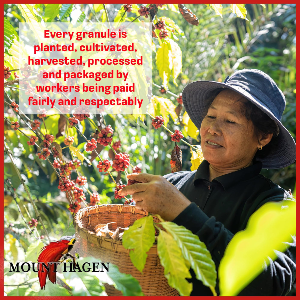 Mount Hagen 2x 3.53oz Organic Freeze-Dried Instant Decaf Coffee
