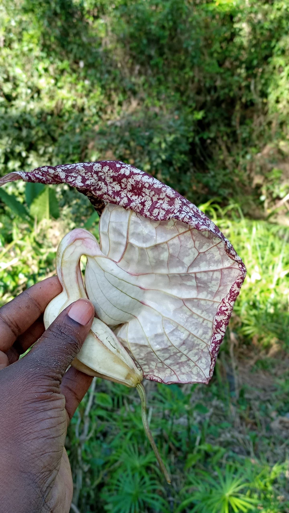 Nalego Duck Flowers Detox Tea – Wildcrafted Jamaican Herbal Tea