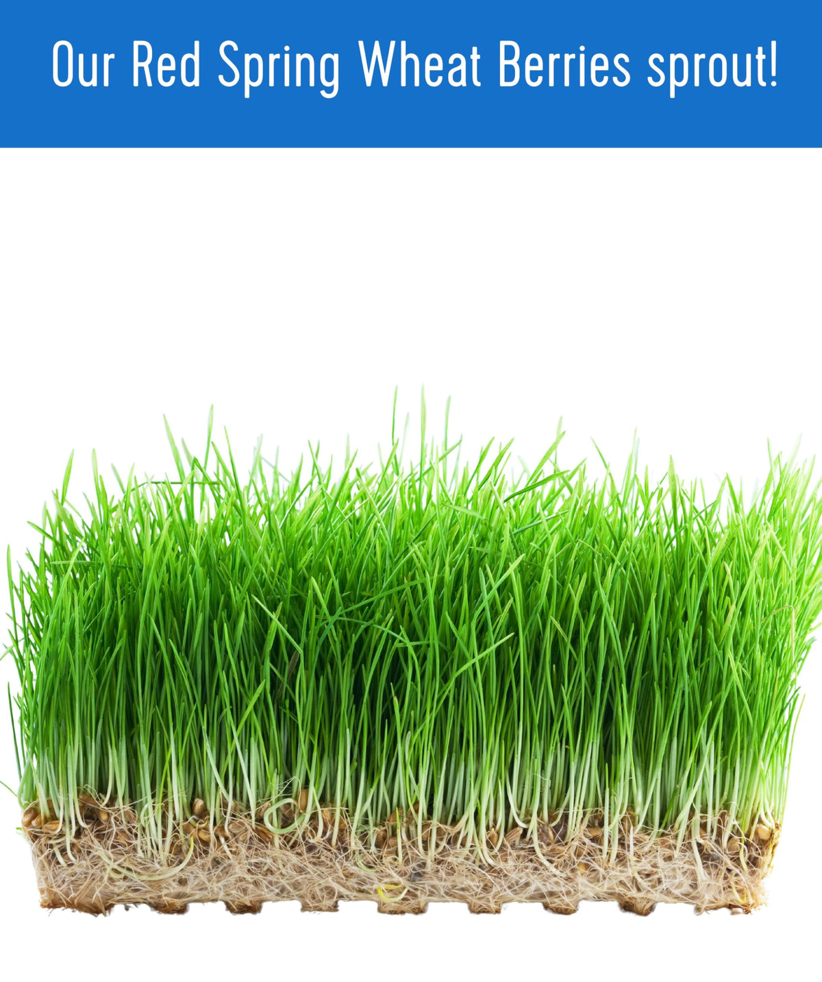 Palouse Brand Certified Glyphosate Residue Free Hard Red Spring Wheat Berries – 25 LBS | Sproutable, Non-GMO Project Verified, Kosher