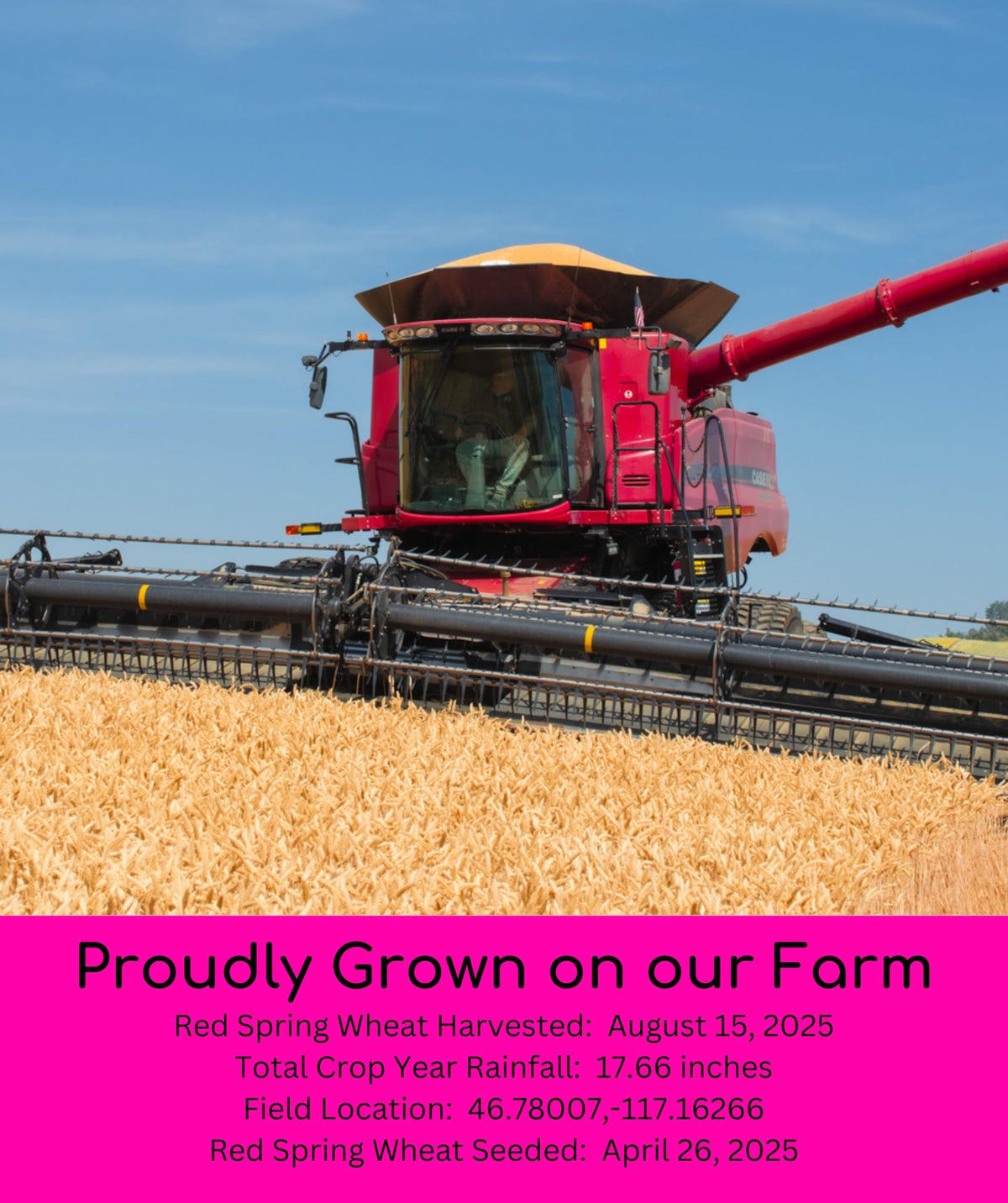 Palouse Brand Glyphosate Residue Free Hard Red Spring Wheat Berries | 25 LBS Bucket | Sproutable, Non-GMO Project Verified, Kosher | Washington Farm
