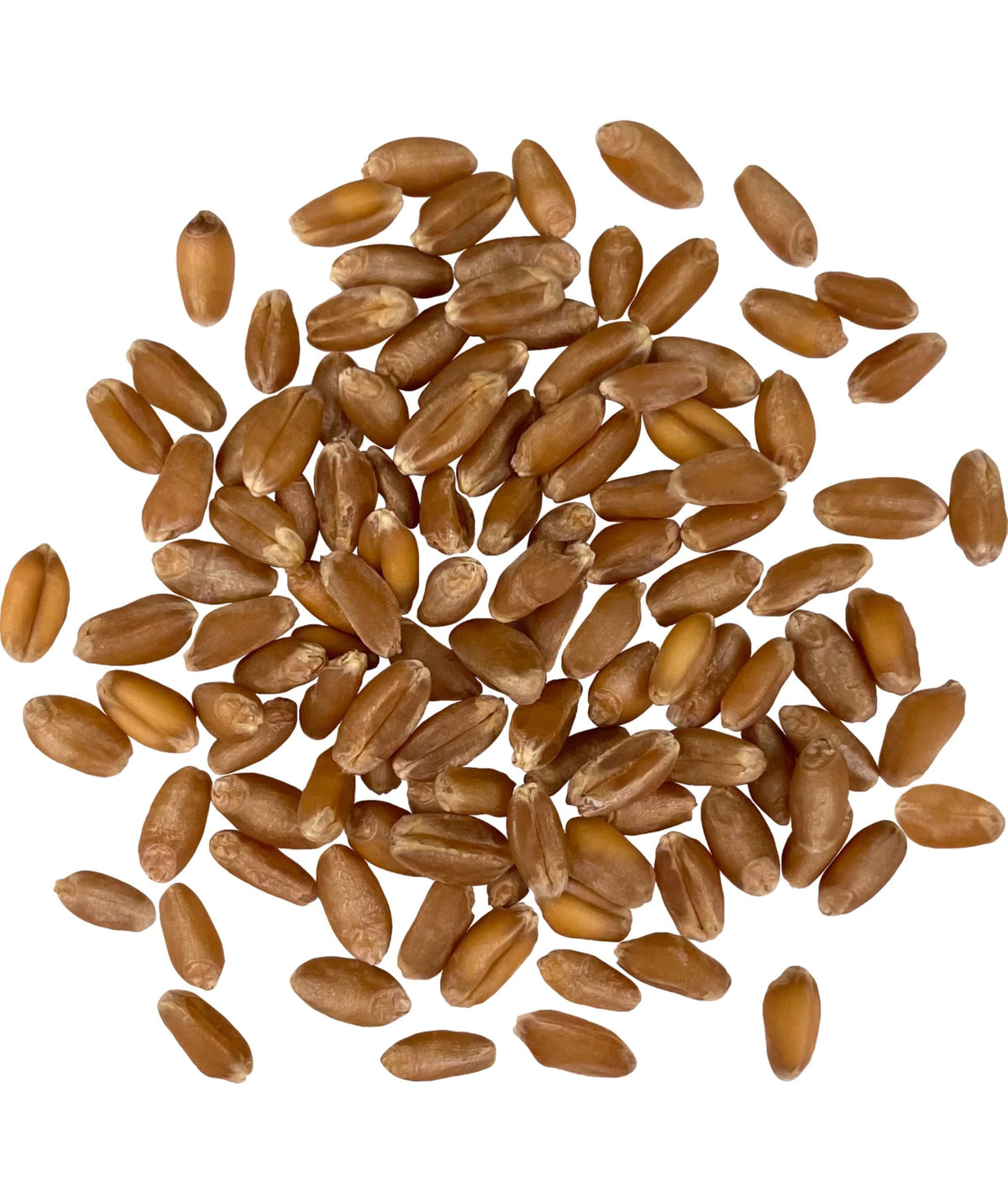 Palouse Brand Glyphosate Residue Free Hard Red Winter Wheat Berries – 25lb, Non-GMO Project Verified, Kosher