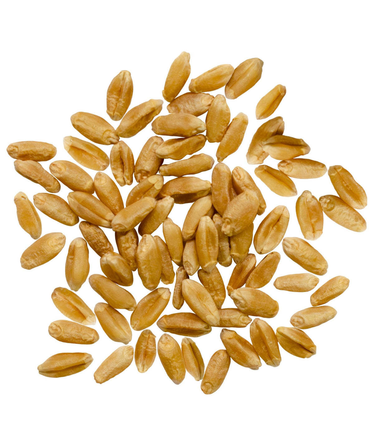 Palouse Brand Certified Glyphosate Residue Free Hard Red Spring Wheat Berries – 25 LBS | Sproutable, Non-GMO Project Verified, Kosher