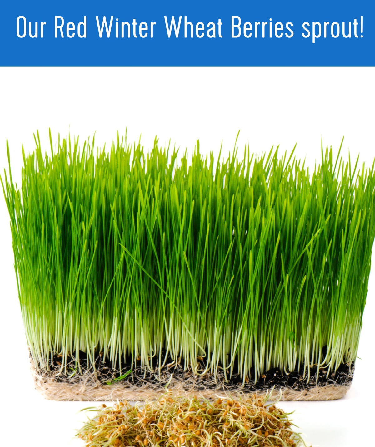 Palouse Brand Glyphosate Residue Free Hard Red Winter Wheat Berries – 25lb, Non-GMO Project Verified, Kosher
