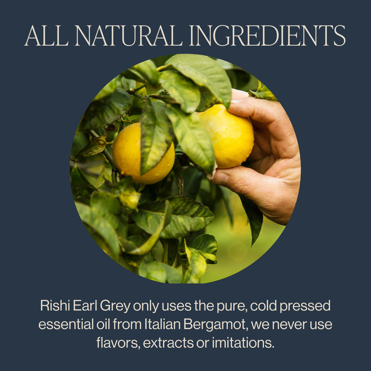 Rishi Tea Earl Grey Tea – Organic Black Tea with Bergamot Oil, 50 Sachets