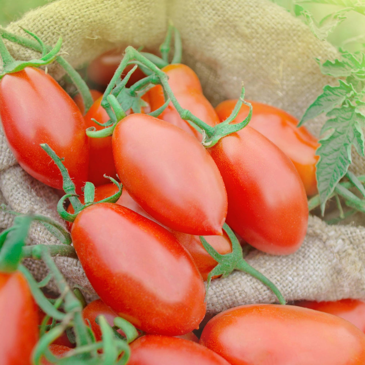 Sanniti Song' E Napule San Marzano DOP Authentic Whole Peeled Plum Tomatoes - 28 oz (Pack of 6)