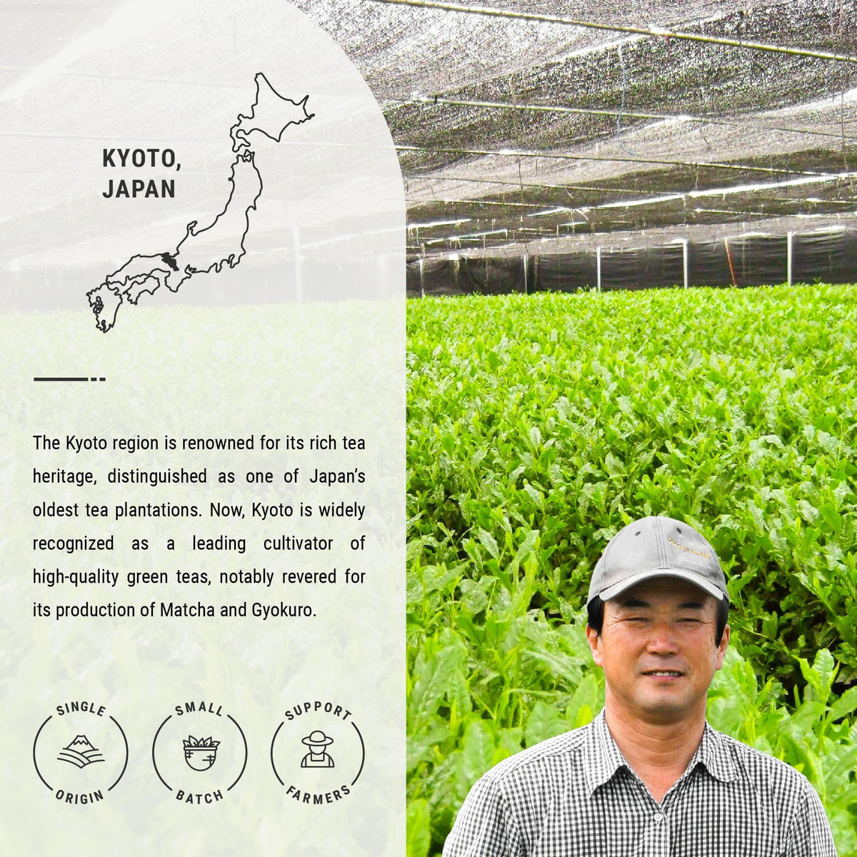 Senbird Premium Genmaicha with Matcha - Kyoto Japanese Green Tea in Airtight Tin (3.5oz/100g)