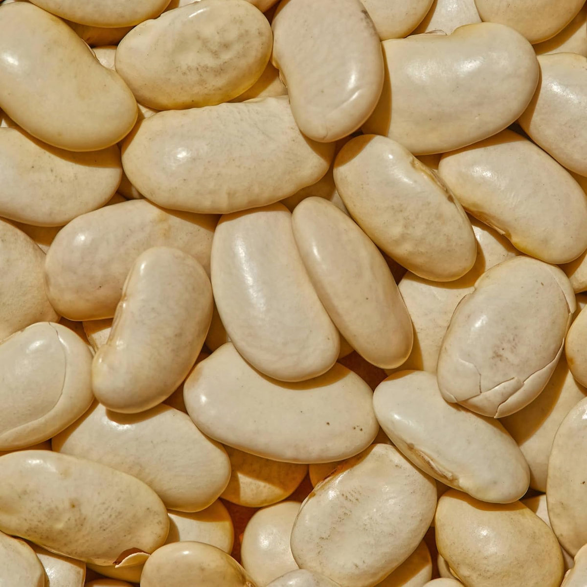 SIMPLi Regenerative Organic Gigante Beans | Dried White Beans, High Fiber, USDA Organic (4x12 oz)