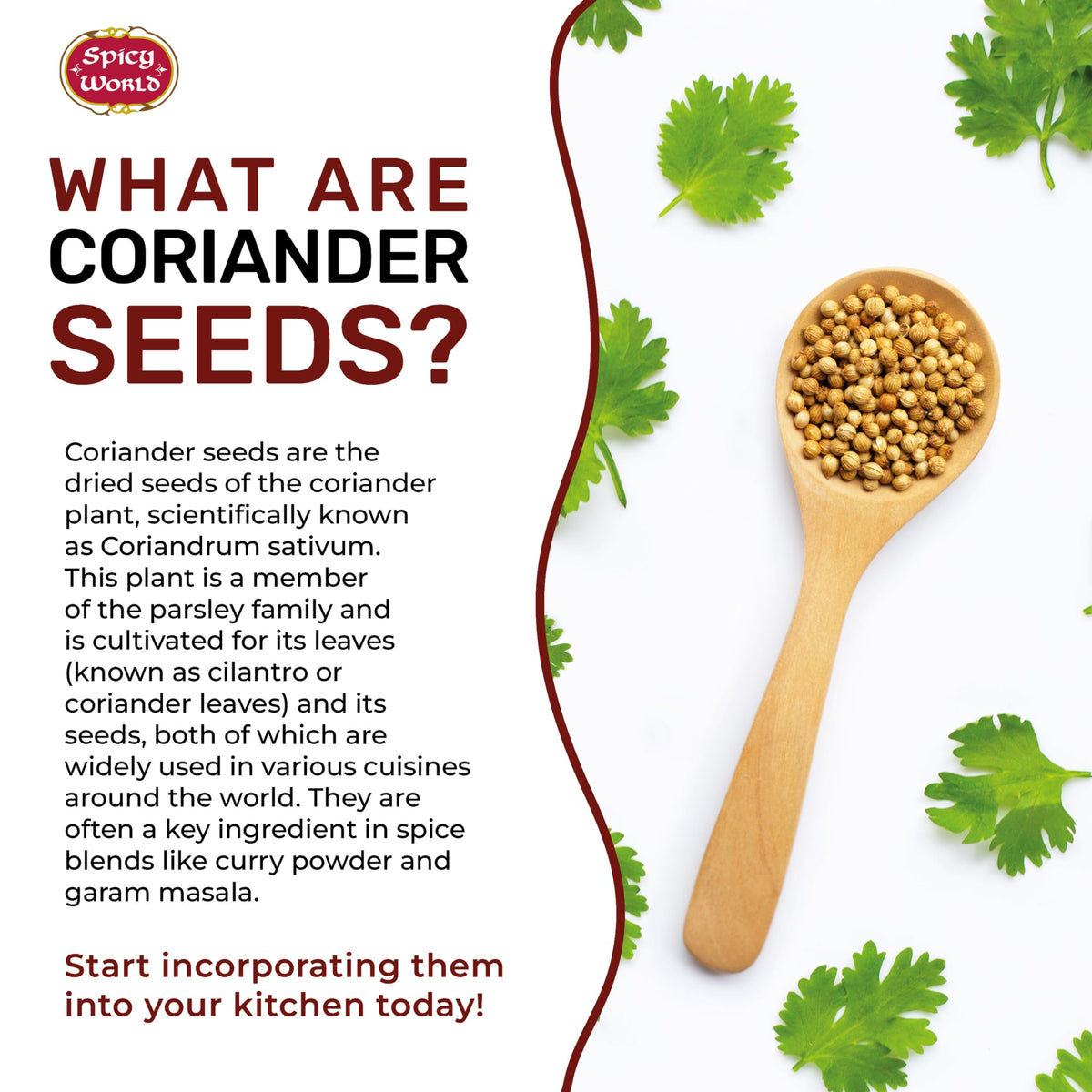 Spicy World Coriander Seeds – 5 lb Bulk (Pure Indian Spice)