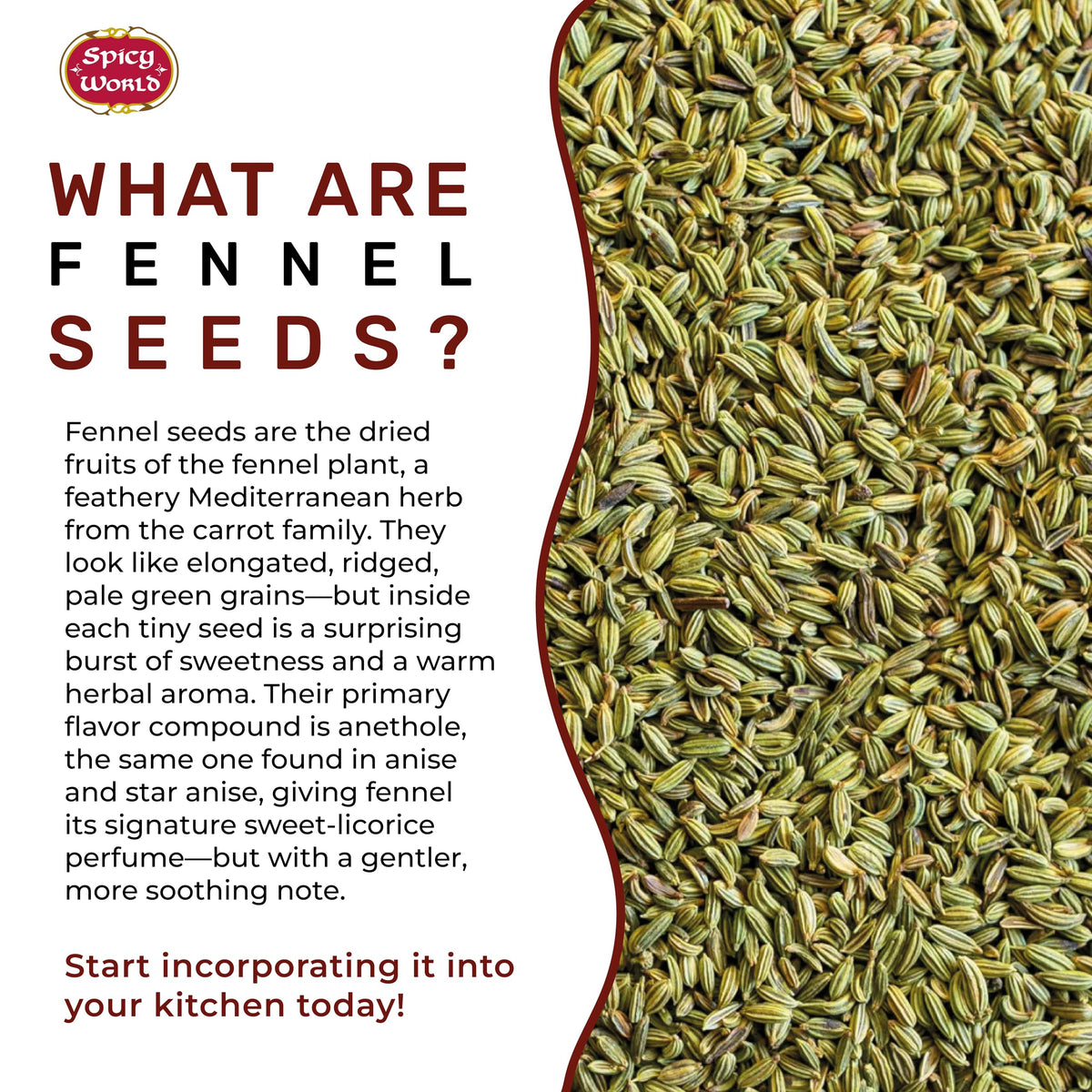 Spicy World Fennel Seeds 5 lb Bulk Jar – Whole Sweet Fennel for Cooking, Tea & Fresh Powder