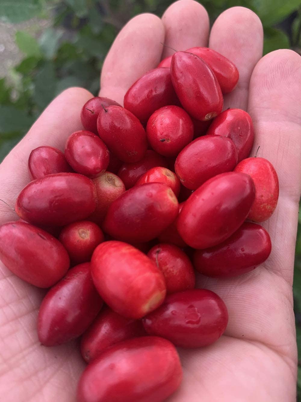 Miracle Berries by Snozzberry Farm | Freeze-Dried 175 Halves | USA-Grown | Turn Sour to Sweet | Bulk & Save