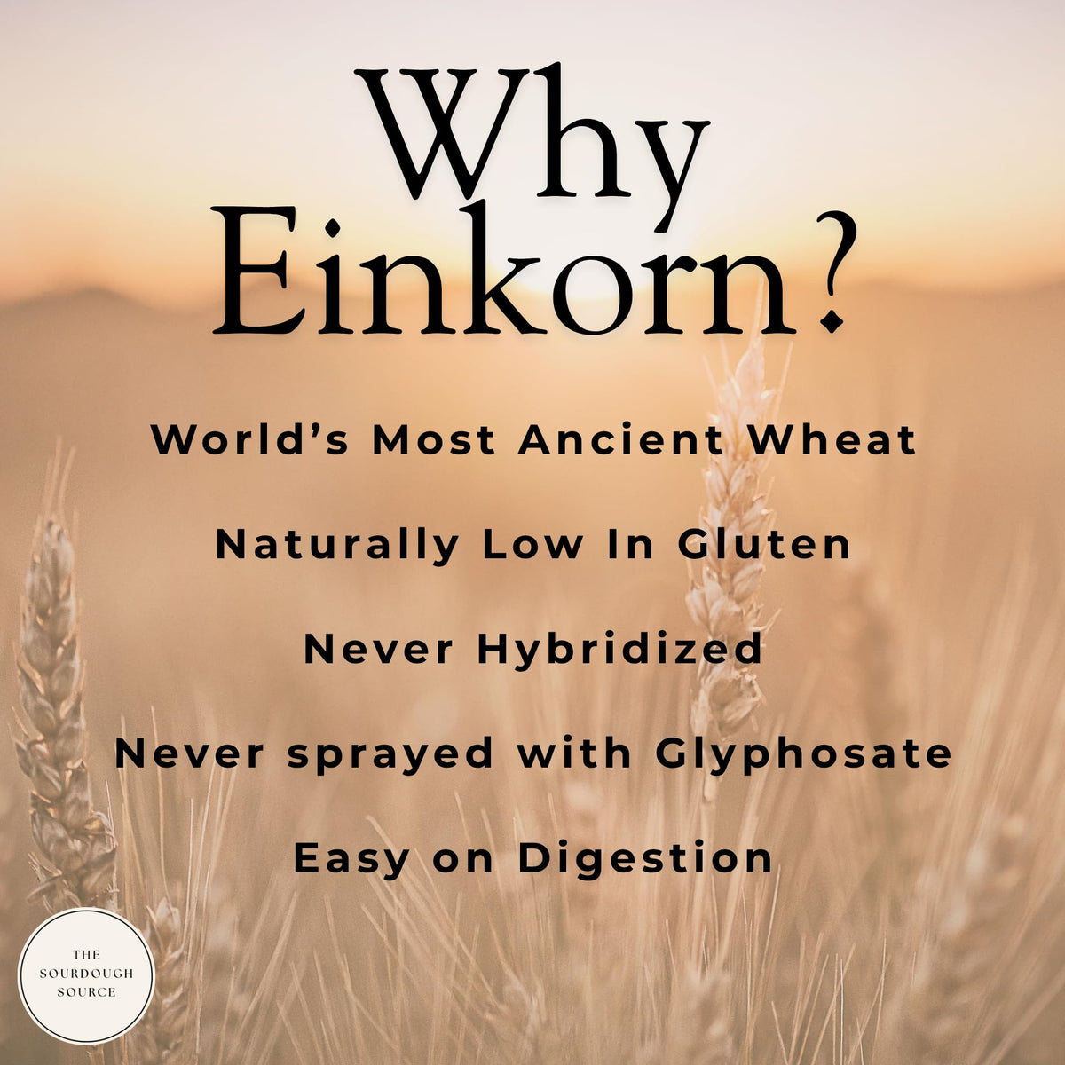 Einkorn Dehydrated Italian Sourdough Starter | The Sourdough Source | Low Maintenance, Double Batch