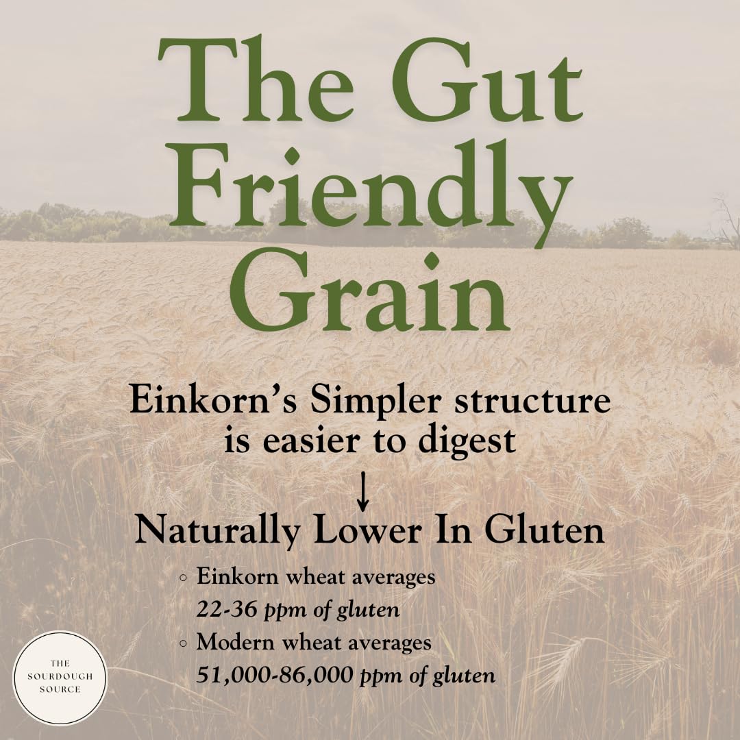 Einkorn Dehydrated Italian Sourdough Starter | The Sourdough Source | Low Maintenance, Double Batch