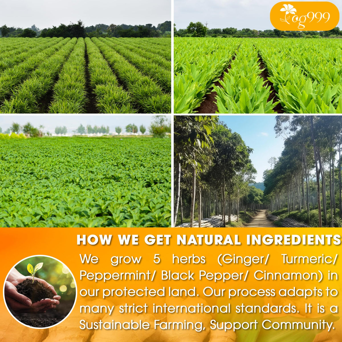 TOG999 Anti-Inflammaheb Tea Bags – 120 Count, 100% Natural Ginger Turmeric Peppermint Blend