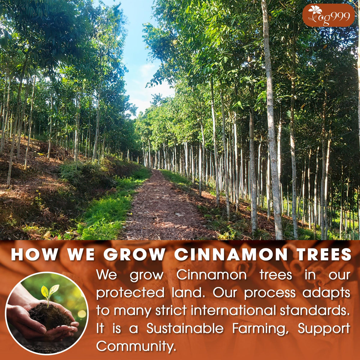 TOG999 Premium 200 Cinnamon Tea Bags – 100% Natural Cinnamon Herbal Tea