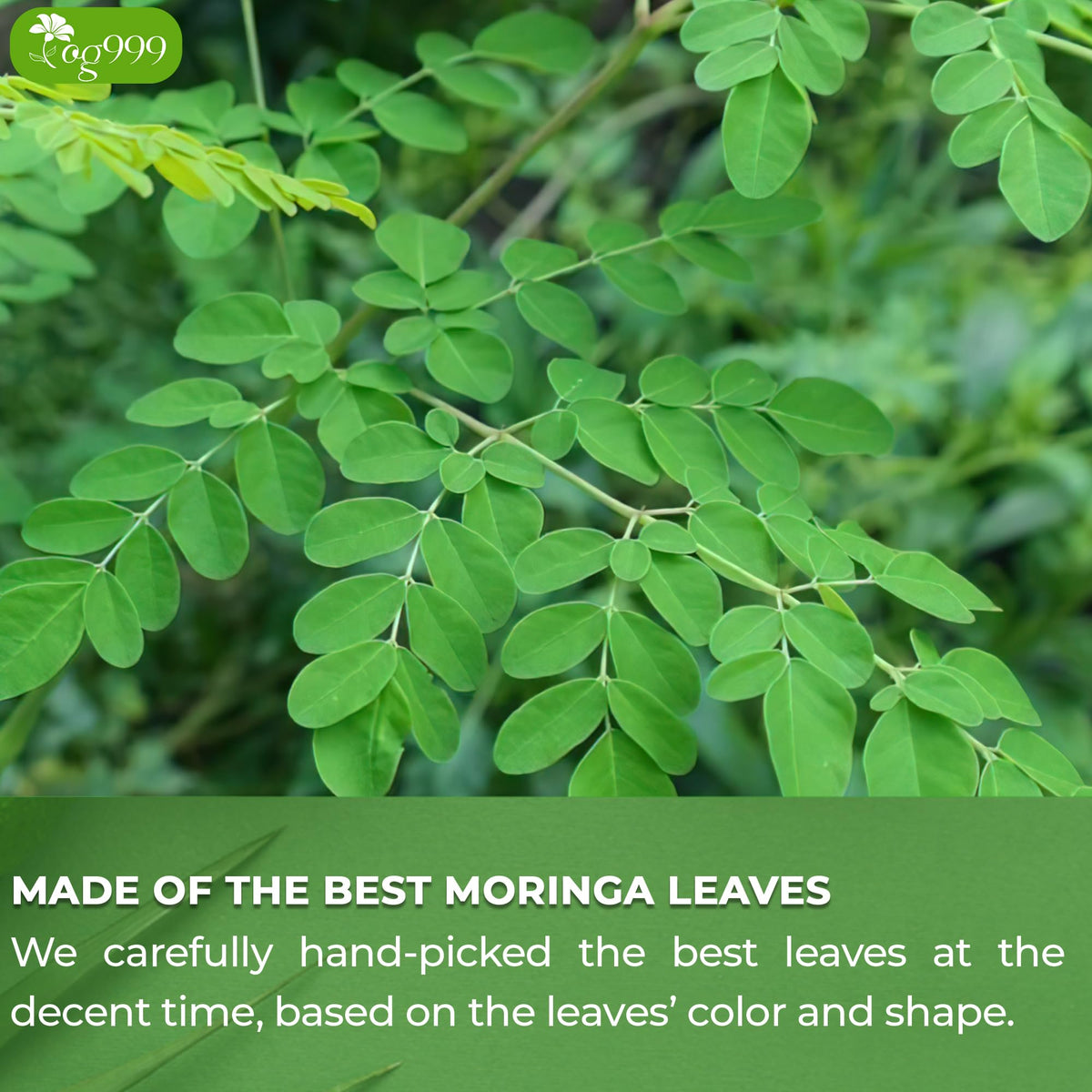 TOG999 Premium Moringa Leaf Tea Bags – 100% Natural, Caffeine-Free, Vegan