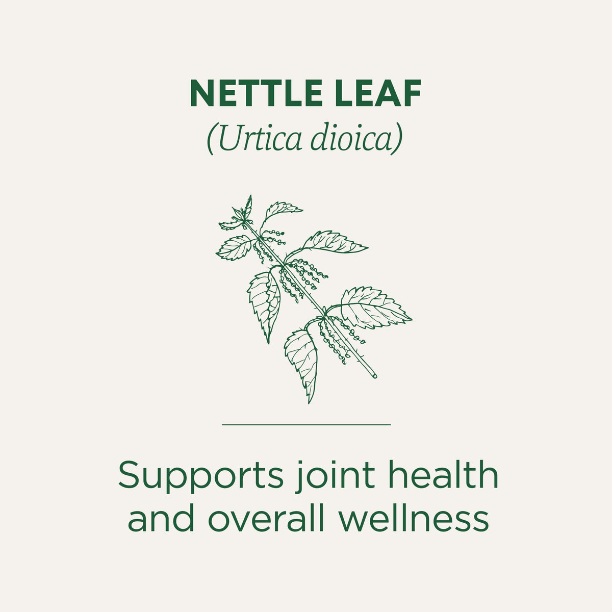 Traditional Medicinals Organic Nettle Herbal Tea – 96 Tea Bags (6 Pack)