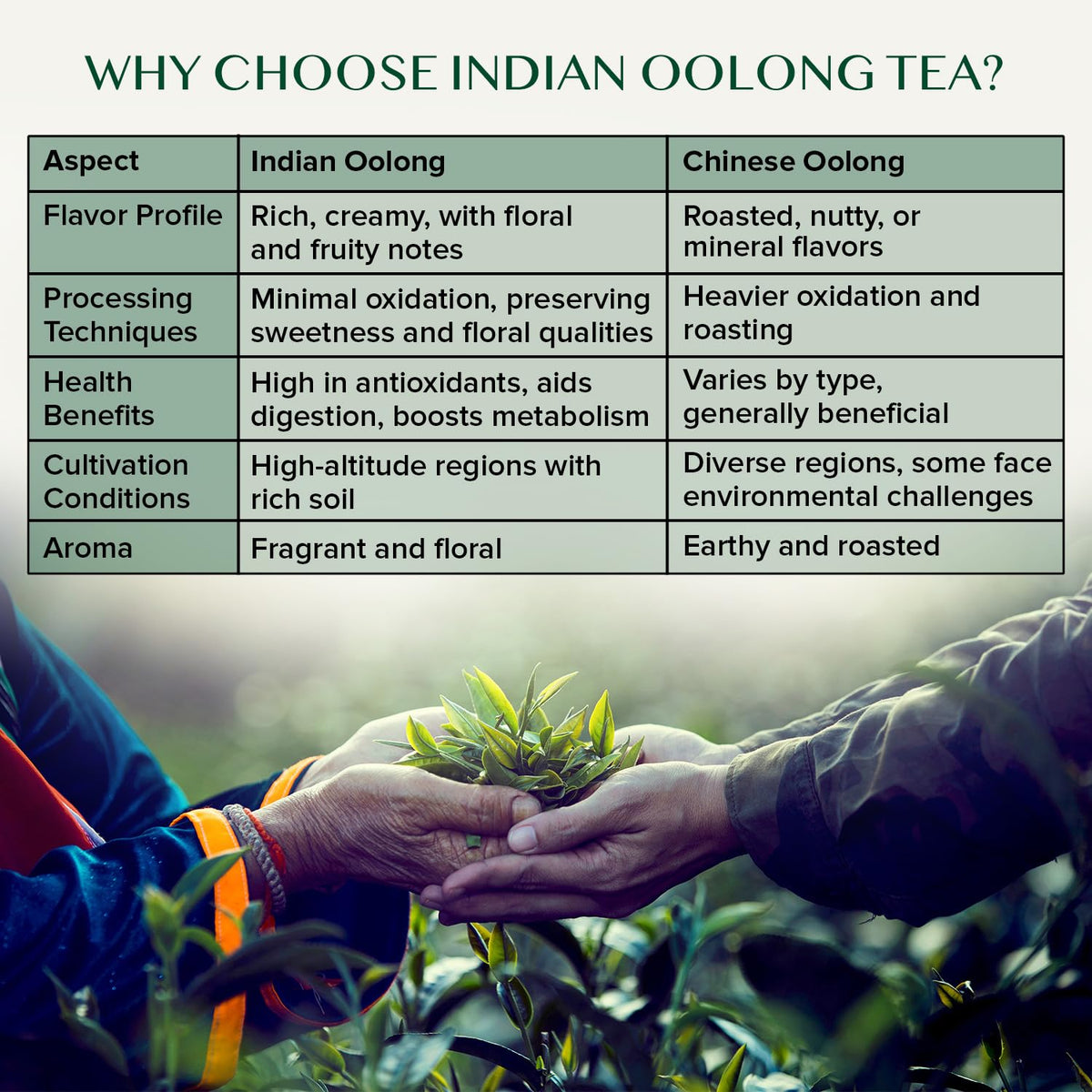 VAHDAM High Mountain Oolong Tea – Himalayas Loose Leaf, 340g, Vacuum-Sealed