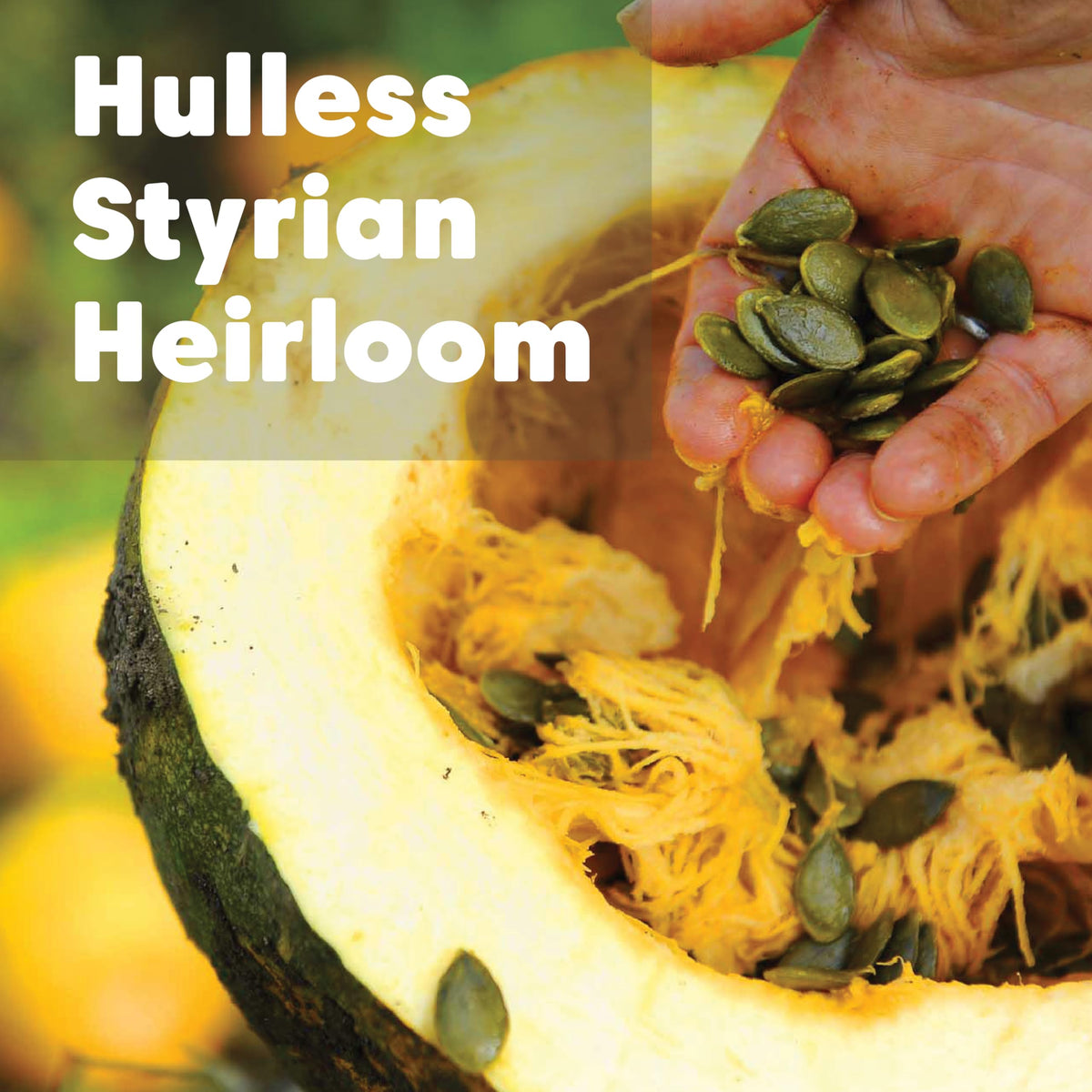 Wilderness Poets Organic Heirloom Styrian Pumpkin Seeds – Hulless, Unsalted, 2 lb Bulk
