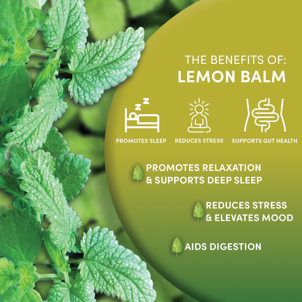 Worldwide Botanicals Organic Lemon Balm Tea - Loose Leaf 1lb | Caffeine-Free & Kosher