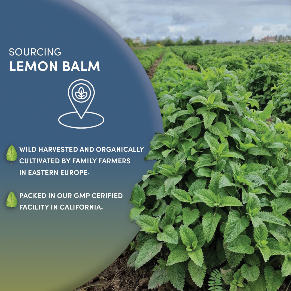 Worldwide Botanicals Organic Lemon Balm Tea - Loose Leaf 1lb | Caffeine-Free & Kosher