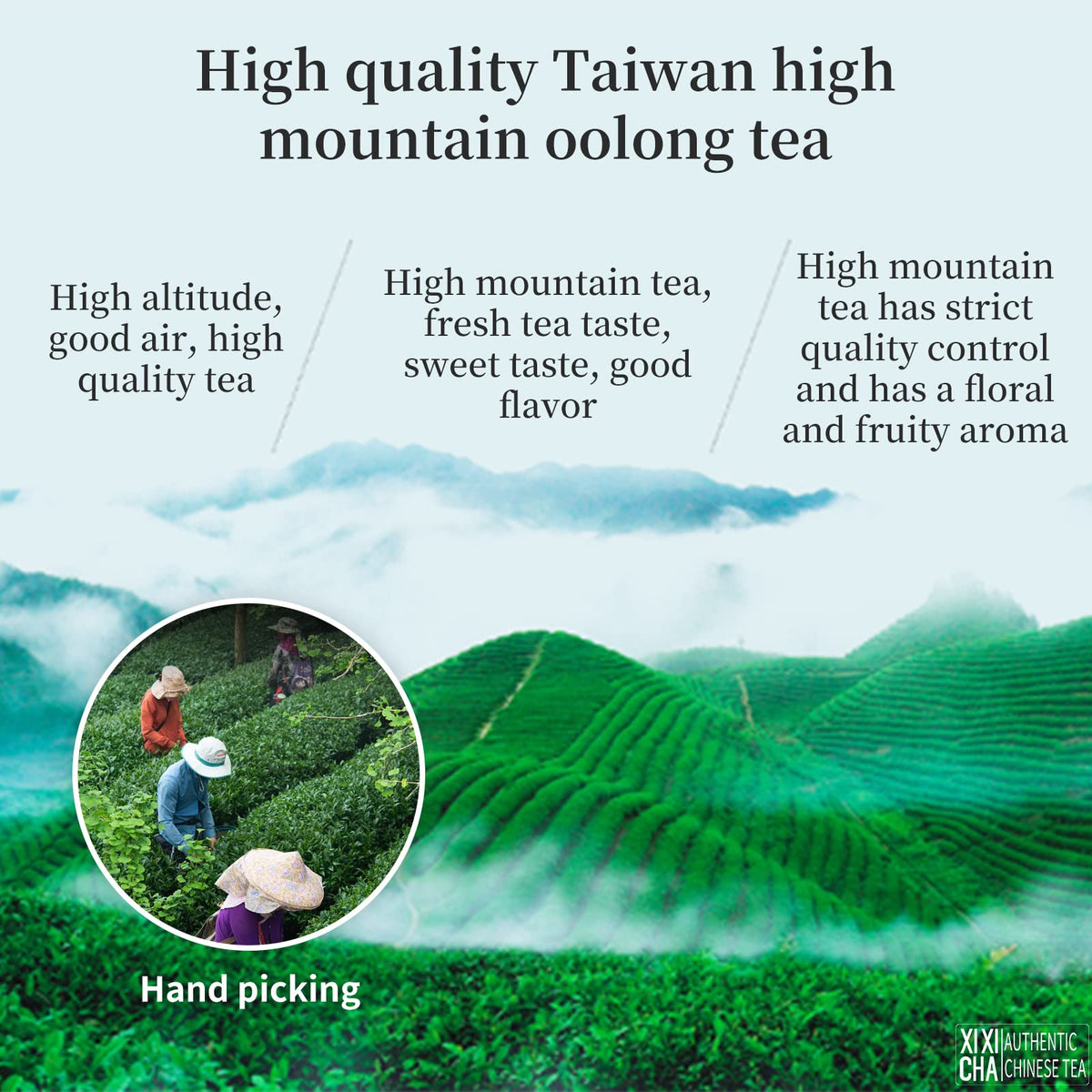 XIXICHA Dayuling Oolong Tea – Taiwan High Mountain Formosa Floral Aroma, Premium Loose Leaf (150g, 120 cups)
