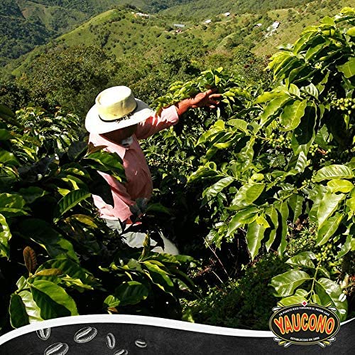 Yaucono Arabica Coffee – Medium Roast Ground (3 x 8 oz) – Puerto Rico