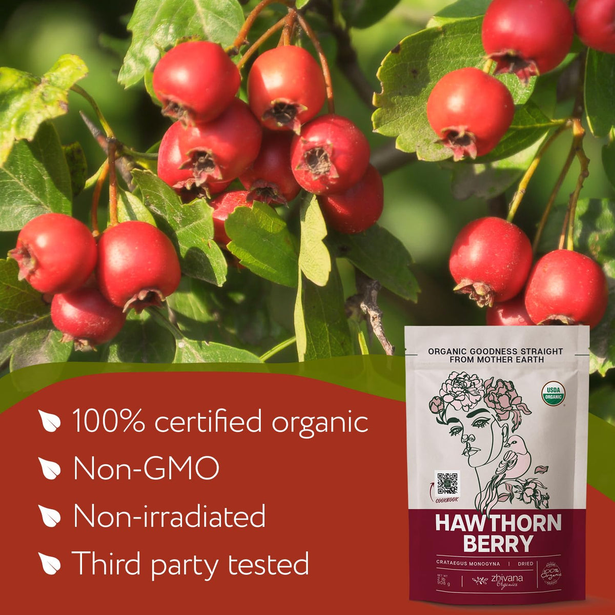 Zhivana Organics Hawthorn Berry Tea Organic (32oz) – Hawthorn Berries for Tea, Tinctures & Recipes
